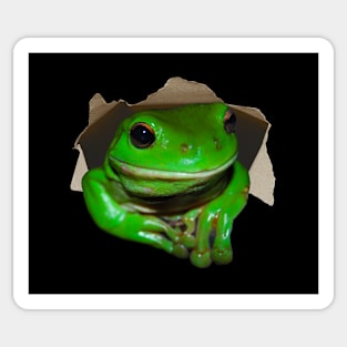 Funny Tree Frog Sticker